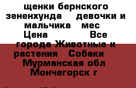 щенки бернского зененхунда. 2 девочки и 2 мальчика(2 мес.) › Цена ­ 22 000 - Все города Животные и растения » Собаки   . Мурманская обл.,Мончегорск г.